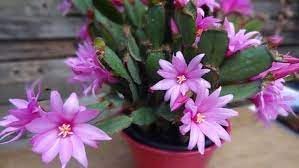 Hatiora Flower Seeds for Planting – Heirloom, Non-GMO, High Germination Organic Garden Seeds