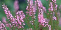 Heather Flower Seeds for Planting – Heirloom, Non-GMO, High Germination Organic Garden Seeds