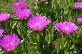 Carpobrotus Flower Seeds – Hardy Succulent Ground Cover for Planting