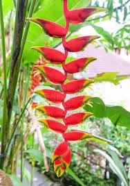 Flower Seeds, Seeds,Seeds For Planting,Plant Seeds