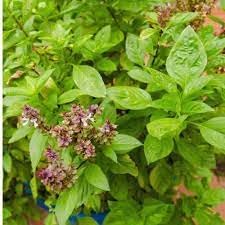 Herb Seeds,Garden seeds, Seeds For Planting,Plant Seeds