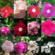 Flower Seeds, Seeds,Seeds For Planting,Plant Seeds