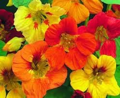 Nasturtium Flower Seeds for Planting – Heirloom, Non-GMO, Perfect for Borders & Home Gardens