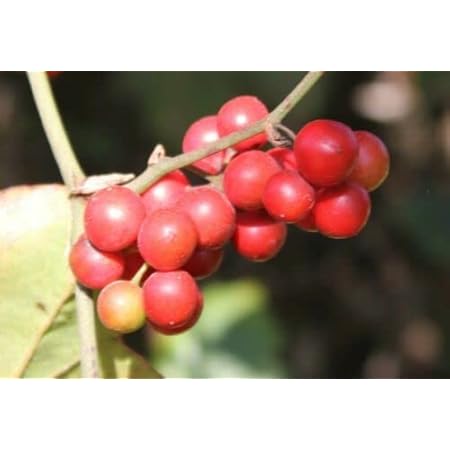 Sarsaparilla Nostrana Herb Seeds – Heirloom, Non-GMO Seeds for Traditional Herbal Garden Planting