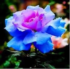 Flower Seeds, Seeds,Seeds For Planting,Plant Seeds