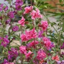 Flower Seeds, Seeds,Seeds For Planting,Plant Seeds