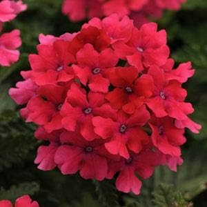 Flower Seeds, Seeds,Seeds For Planting,Plant Seeds