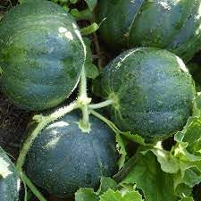 Fruit Seeds,Garden seeds, Seeds For Planting,Plant Seeds