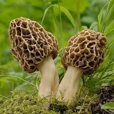 Vegetable Seeds,Garden seeds, Seeds For Planting,Plant Seeds