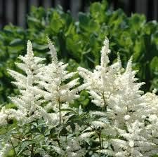 Flower Seeds, Seeds,Seeds For Planting,Plant Seeds