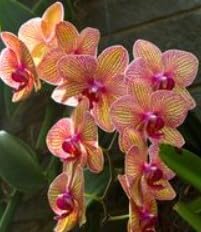 Flower Seeds, Seeds,Seeds For Planting,Plant Seeds