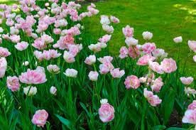 Double Tulip Flower Seeds for Planting – Heirloom, Non-GMO, High Germination Hardy Garden Seeds