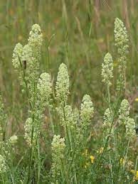 Vegetable Seeds,Garden seeds, Seeds For Planting,Plant Seeds