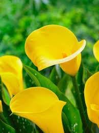 Flower Seeds, Seeds,Seeds For Planting,Plant Seeds