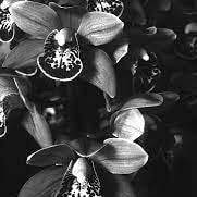 Flower Seeds, Seeds,Seeds For Planting,Plant Seeds