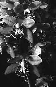 Flower Seeds, Seeds,Seeds For Planting,Plant Seeds