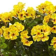 Flower Seeds, Seeds,Seeds For Planting,Plant Seeds