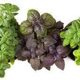 Herb Seeds,Garden seeds, Seeds For Planting,Plant Seeds