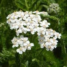 Flower Seeds, Seeds,Seeds For Planting,Plant Seeds