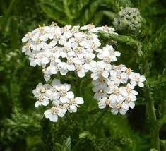 Flower Seeds, Seeds,Seeds For Planting,Plant Seeds