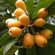 Fruit Seeds,Garden seeds, Seeds For Planting,Plant Seeds
