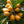 Fruit Seeds,Garden seeds, Seeds For Planting,Plant Seeds