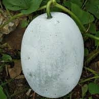 Vegetable Seeds,Garden seeds, Seeds For Planting,Plant Seeds