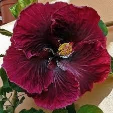 Red Black Hibiscus Flower Seeds for Planting - 100 pcs - Pollinator Friendly, Heirloom & GMO Free Seeds for Home Garden