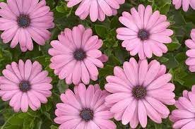 Flower Seeds, Seeds,Seeds For Planting,Plant Seeds