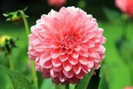 Flower Seeds, Seeds,Seeds For Planting,Plant Seeds