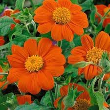 Tithonia Flower Seeds for Planting – Heirloom, Non-GMO, Cottage Garden Essential