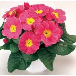 Flower Seeds, Seeds,Seeds For Planting,Plant Seeds