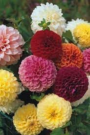 Flower Seeds, Seeds,Seeds For Planting,Plant Seeds
