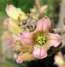 Flower Seeds, Seeds,Seeds For Planting,Plant Seeds