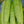 Vegetable Seeds,Garden seeds, Seeds For Planting,Plant Seeds