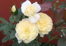 Flower Seeds, Seeds,Seeds For Planting,Plant Seeds