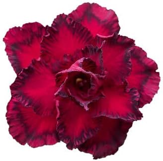 Flower Seeds, Seeds,Seeds For Planting,Plant Seeds
