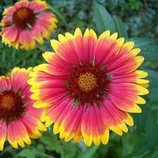 Flower Seeds, Seeds,Seeds For Planting,Plant Seeds