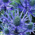 Holly Flower Seeds for Planting – Heirloom, Non-GMO, High Germination Organic Garden Seeds for Vibrant Blooms