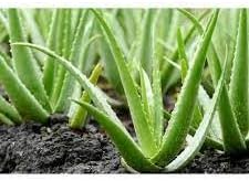 Flower Seeds, Seeds,Seeds For Planting,Plant Seeds