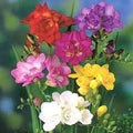Fresia Flower Seeds for Planting - Heirloom, Non-GMO, High Germination Organic Garden Seeds