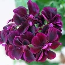 Flower Seeds, Seeds,Seeds For Planting,Plant Seeds
