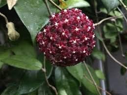 Flower Seeds, Seeds,Seeds For Planting,Plant Seeds