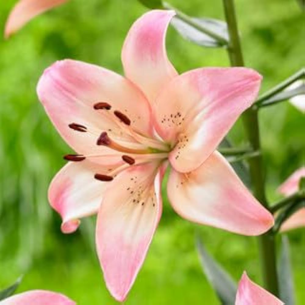 White Light Pink Lilium Flower Seeds for Planting – Heirloom, Non-GMO, High Germination