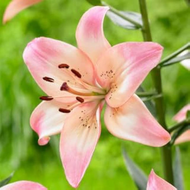 White Light Pink Lilium Flower Seeds for Planting – Heirloom, Non-GMO, High Germination