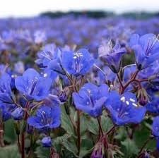 Flower Seeds, Seeds,Seeds For Planting,Plant Seeds