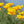 Flower Seeds, Seeds,Seeds For Planting,Plant Seeds