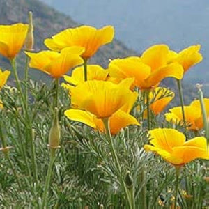 Flower Seeds, Seeds,Seeds For Planting,Plant Seeds