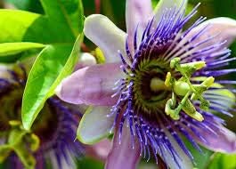 Flower Seeds, Seeds,Seeds For Planting,Plant Seeds