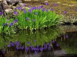 Flower Seeds, Seeds,Seeds For Planting,Plant Seeds